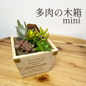 多肉植物 木箱の寄せ植え【S】 ※北海道・沖縄・離島への配送不可 _FC07