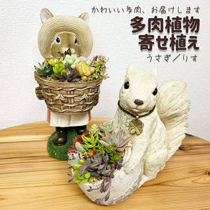 多肉植物の寄せ植え（うさぎ） ※北海道・沖縄・離島への配送不可 _FC08
