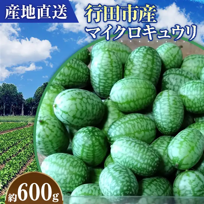 【産地直送】行田市産マイクロキュウリ 600g No.395