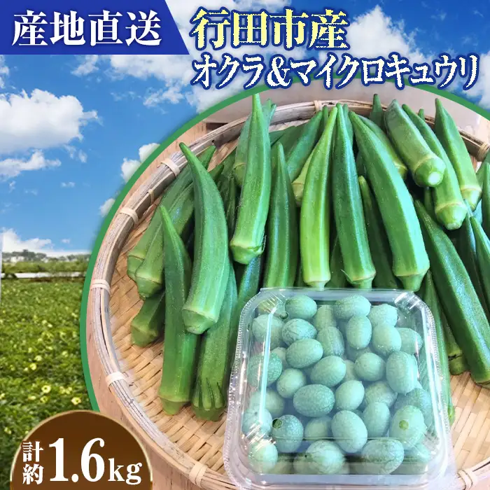 【産地直送】行田市産オクラ＆マイクロキュウリ 計1600g No.397