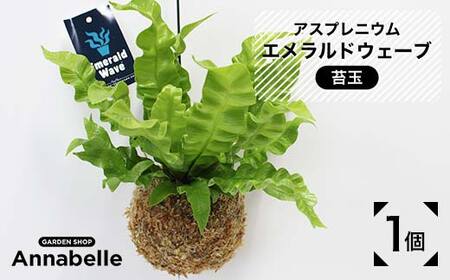 FKK19-867_アスプレニウム エメラルドウェーブ 苔玉