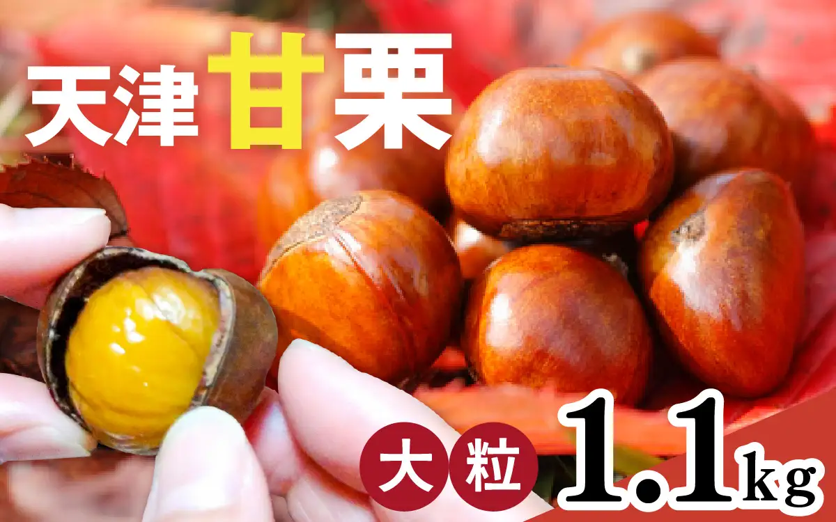 【先行予約】天津甘栗 1.1kg / 甘栗