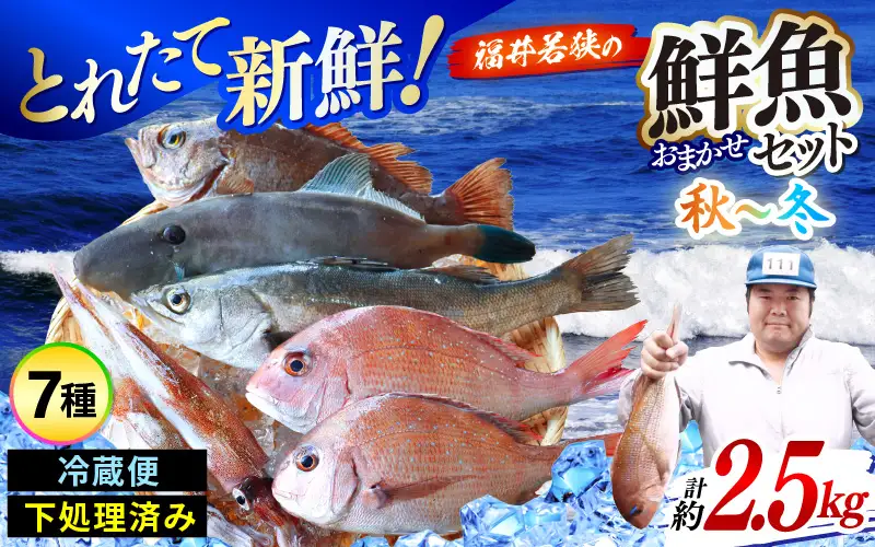 【先行予約】【期間限定】福井 若狭の 鮮魚セット 秋～冬 計約2.5kg【2026年10月下旬以降順次発送】【鮮魚 海鮮】 [m21-e004]