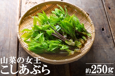 【2026年発送】「山菜の女王」山形のこしあぶら約250g_H173(R8)
