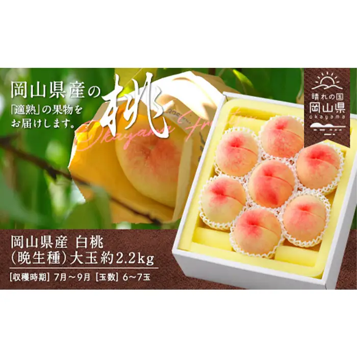 岡山県産「白桃（晩生種）」約2.2kg（大玉6～7玉）【26年8月上旬以降の出荷分】