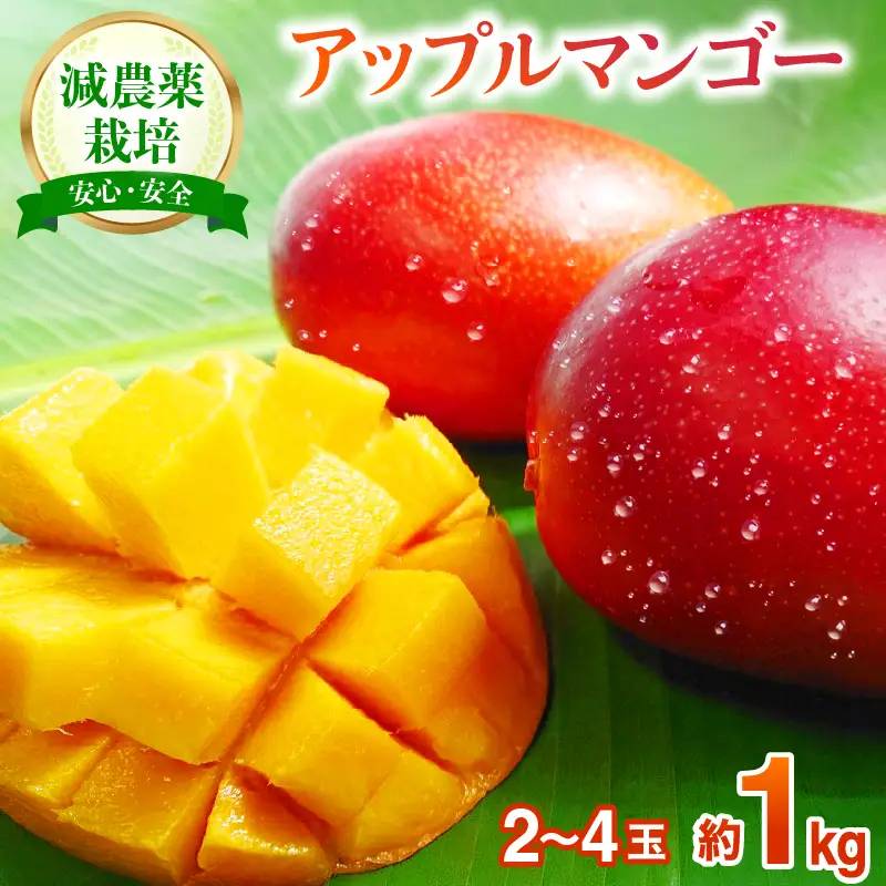 【2027年先行予約】アップルマンゴー  約1kg 2～4玉