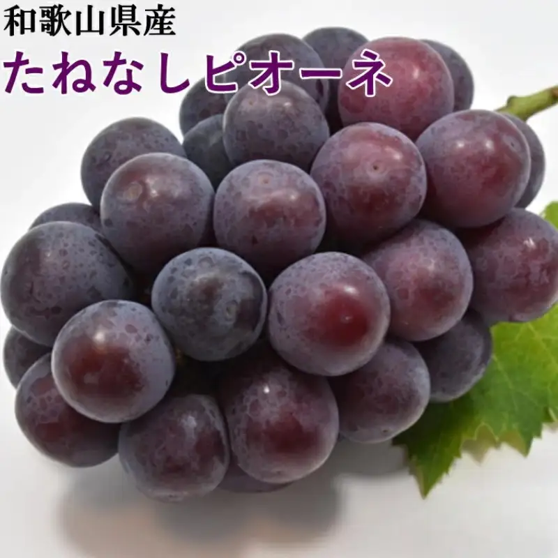 【新鮮・産直】和歌山かつらぎ町産たねなしピオーネ約3kg【2026年8月中旬～2026年9月中旬頃に順次発送予定】【TM127】【TM027-tec952B】