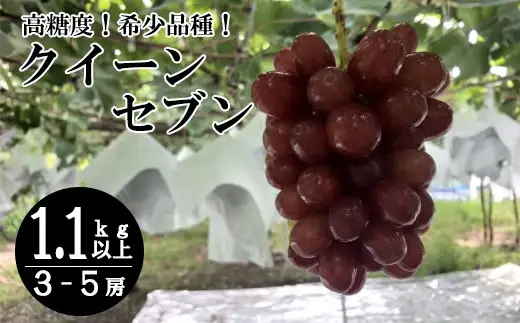 【２０２６年発送分】【希少品種】 クイーンセブン  3～5房(1.1kg-1.3kg)  ぶどう 葡萄 フルーツ 果物 やまなし 山梨 産地直送 富士川町 種無し 皮ごと