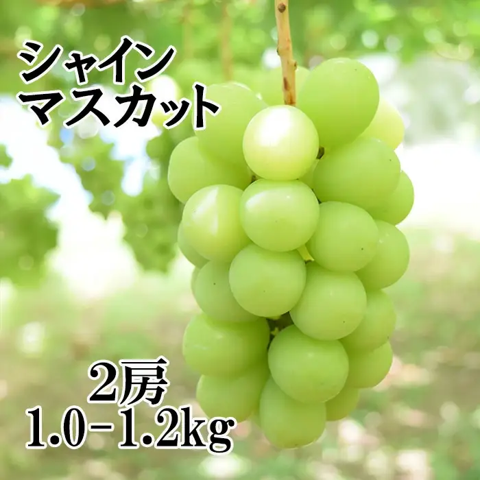 ☆この価格には理由がある☆＼農家のこだわりが詰まった／シャインマスカット 1.0~1.2ｋｇ (２房) 【2025年発送分】シャイン マスカット フルーツ 山梨県産 果物 くだもの ぶどう ブドウ 葡萄 種なし 種なし 産地直送 先行予約 富士川町