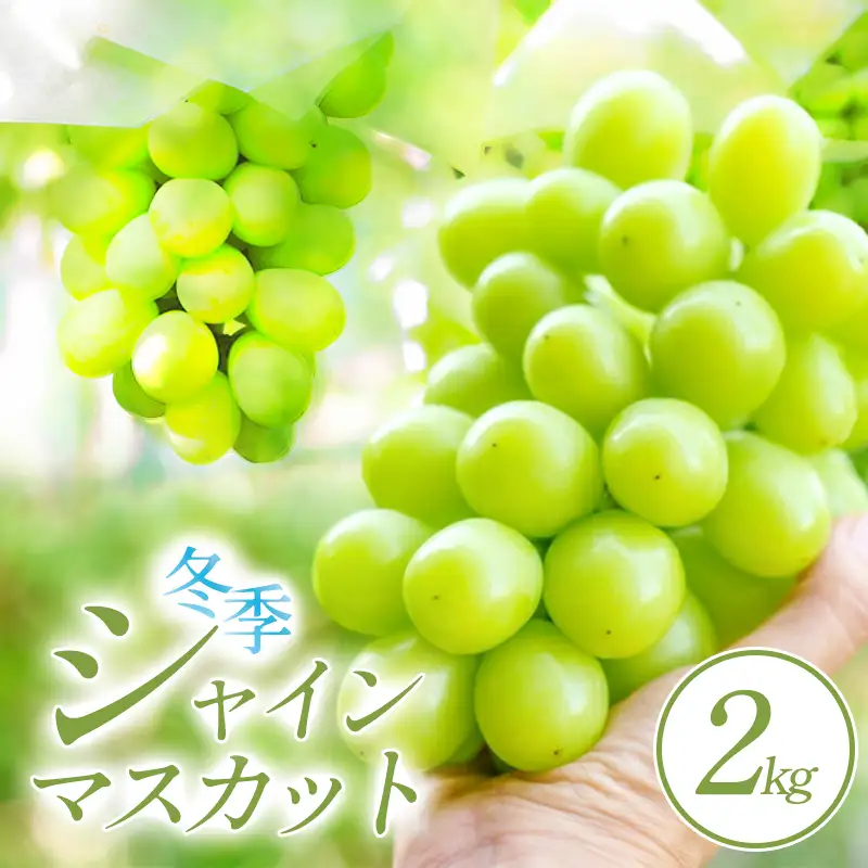C-1180 冬季シャインマスカット 2kg