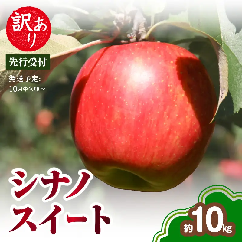 《先行受付》訳あり シナノスイート約10kg（28～46玉）【2026年10月中旬～発送予定】【大江町産・山形りんご・りんご専科 清野】 015-057