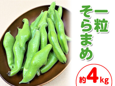 ＜先行予約！2027年5月上旬以降順次発送予定＞一粒そらまめ(約4kg) 香川県 国産 ソラマメ 豆 新鮮 冷蔵便 【man102】【Aglio nero】