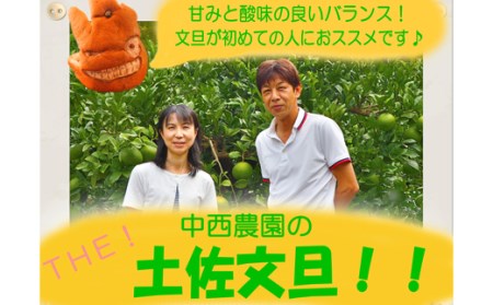 土佐文旦 10kg 家庭用 文旦
