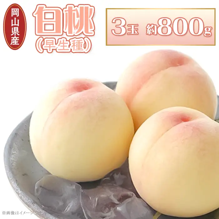 岡山県産 白桃3玉（約800g）【27年7月上旬以降に順次発送】