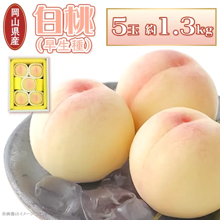 岡山県産 白桃5玉（約1.3kg）【27年7月上旬以降に順次発送】