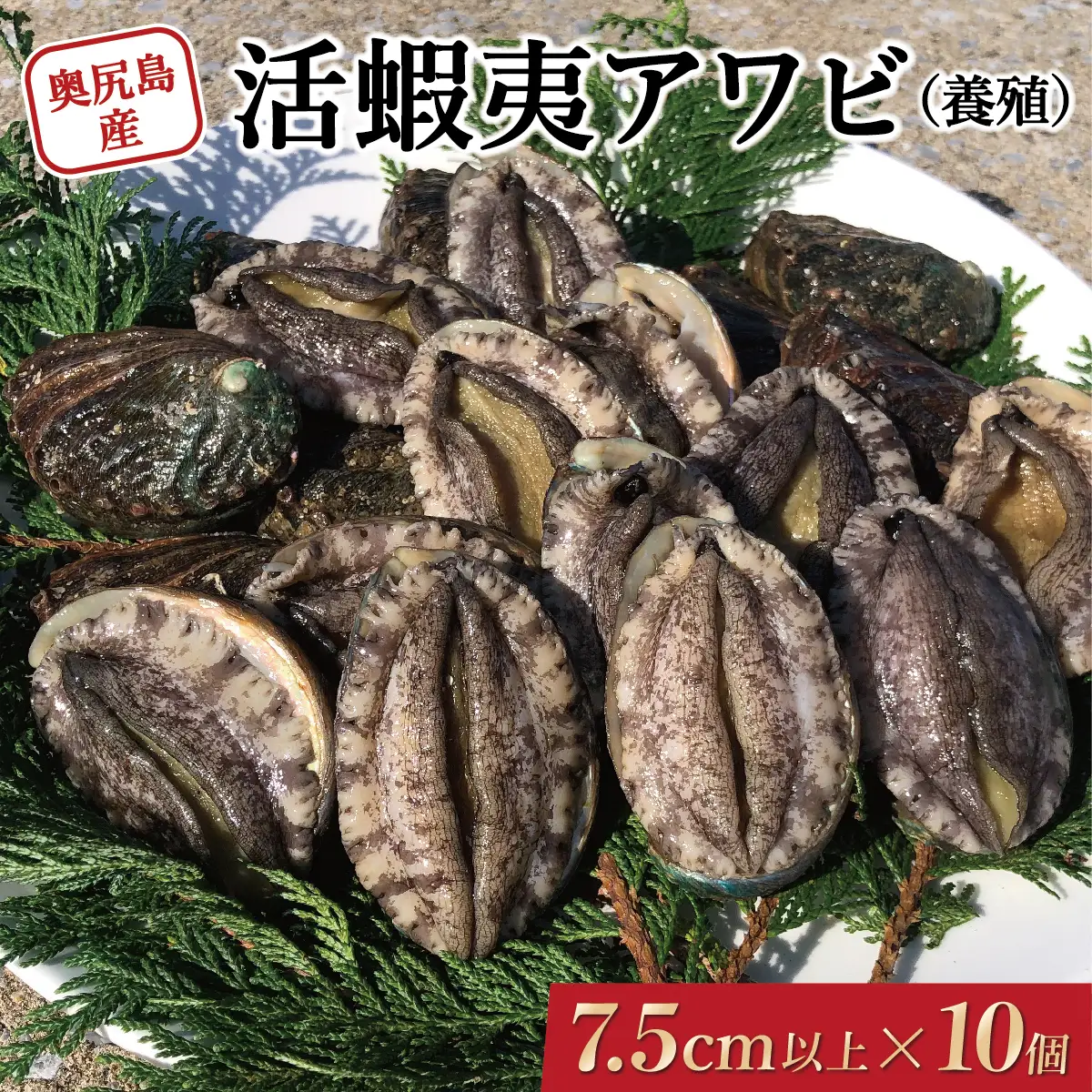 奥尻島産 活蝦夷アワビ（養殖）10ケ入り 75mm以上