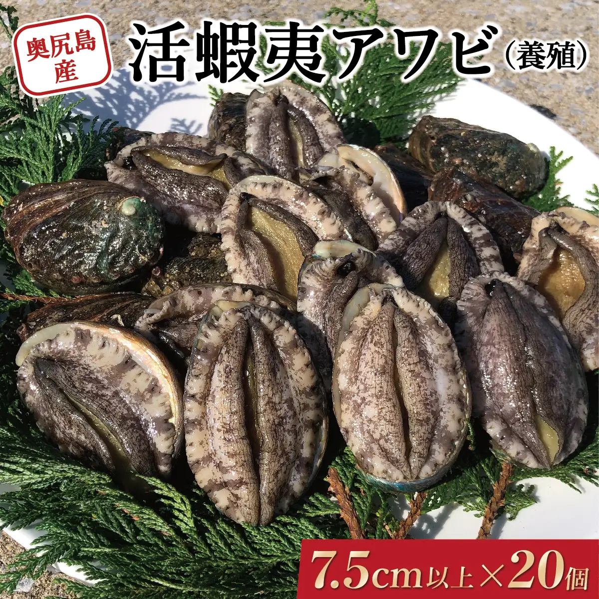 奥尻島産 活蝦夷アワビ（養殖）20ケ入り 75mm以上 