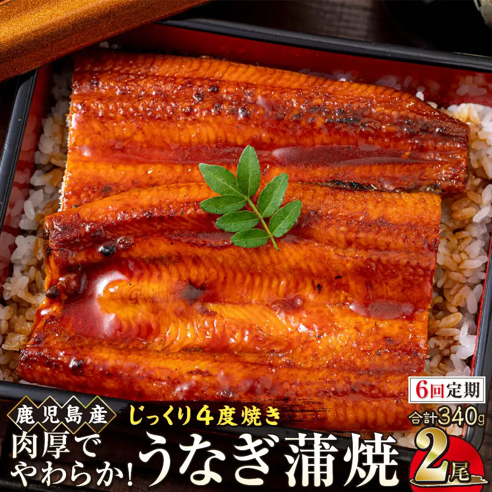 【6回定期】うなぎ 蒲焼 170g×2尾【鹿児島産】地下水で育てた絶品鰻｜国産 うなぎ 鰻 蒲焼 かばやき 魚 魚介 魚貝 海鮮 うな重 ひつまぶし ギフト 人気 おすすめ 大崎町 大隅半島