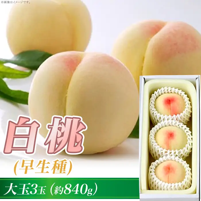 岡山の白桃（早生種）大玉3玉（約840g）【27年6月下旬以降に順次発送】