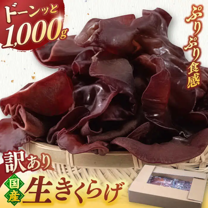 【お中元対象】福岡県産生きくらげ 1kg ADBA001 きくらげ