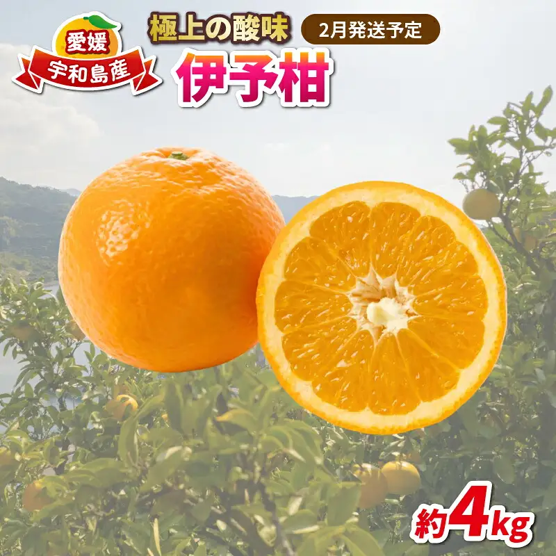 愛媛みかん 伊予柑 4kg 家庭用みかん 協徳ガーデン B010-178003