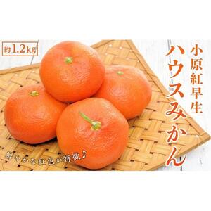 小原紅早生 ハウスみかん 約1.2kg ( 10～18玉 )｜みかん