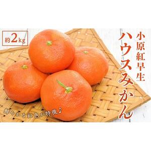 小原紅早生 ハウスみかん 約2kg ( 18～30玉 )｜みかん