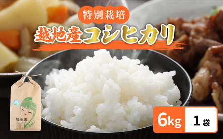 米 越地（こいち）産 特別栽培 コシヒカリ 令和5年産 6kg × 1袋[m24-a001]