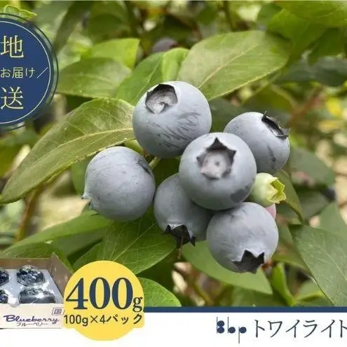 ブルーベリー フレッシュ トワイライト大粒 朝摘み ブルーベリー【100g×4】【先行予約】