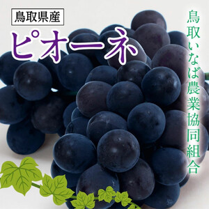 ブドウ ピオーネ 2kg 化粧箱