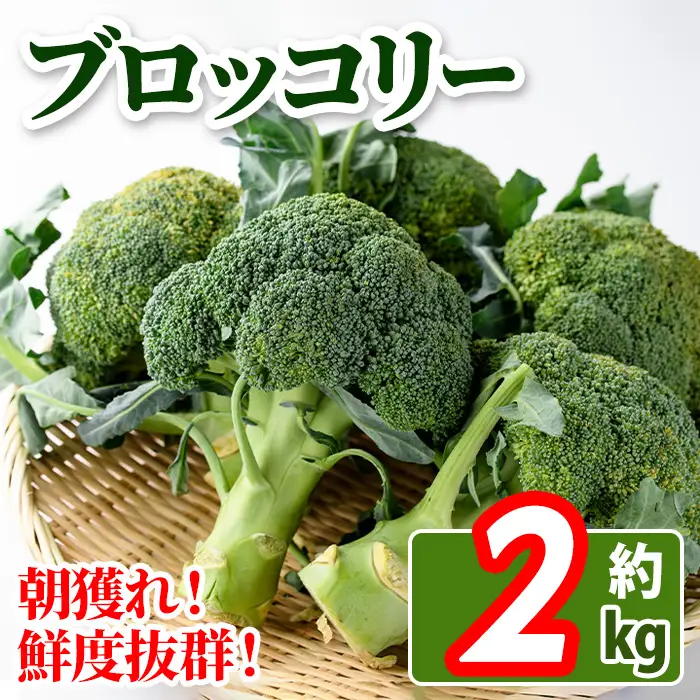 ＜先行予約！2026年11月中旬以降順次発送予定＞鮮度抜群！ブロッコリー(約2kg) 国産 野菜 ブロッコリー 新鮮 産地直送 【man057】【Aglio nero】