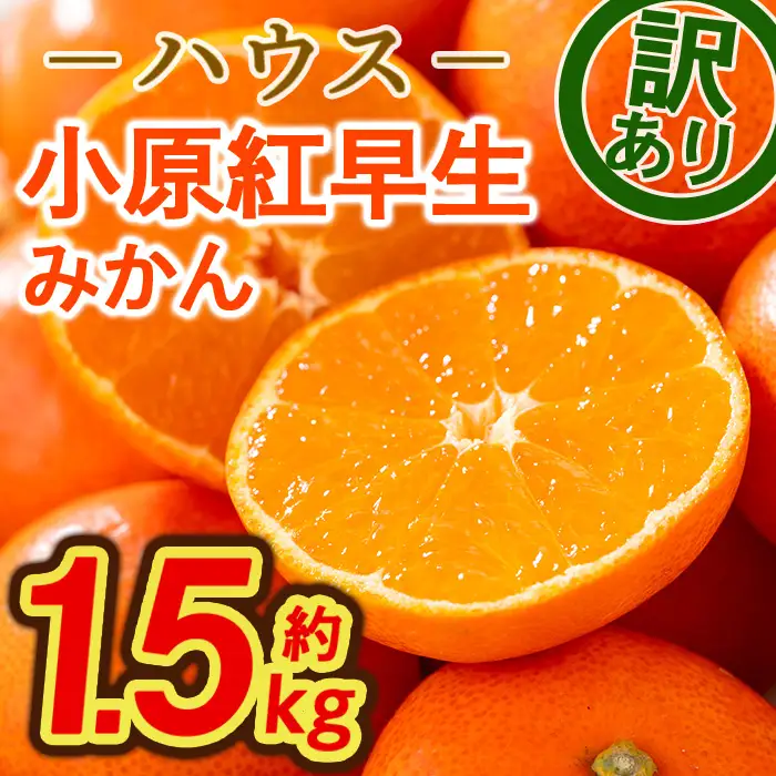 ＜先行予約！2027年6月下旬以降順次発送予定＞＜訳あり＞ハウス小原紅早生みかん(約1.5kg) 国産 果物 フルーツ ミカン 柑橘 新鮮【man181】【Aglio nero】