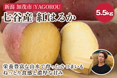 【七谷産】紅はるか 5.5kg（M～LLサイズ）さつまいも《順次発送》人気品種 ねっとり食感と濃厚な甘み 低温熟成 スイートポテトや大学芋、焼き芋に 加茂市 YAGOROU ヤゴロウ さつまいも さつまいも さつまいも さつまいも