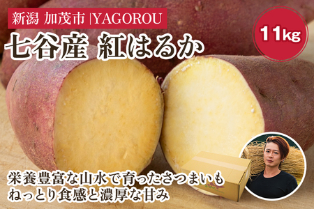 【七谷産】紅はるか 11kg（M～LLサイズ）さつまいも《順次発送》人気品種 ねっとり食感と濃厚な甘み 低温熟成 スイートポテトや大学芋、焼き芋に 加茂市 YAGOROU ヤゴロウ さつまいも さつまいも さつまいも さつまいも