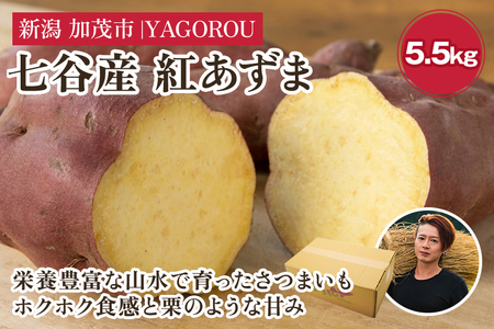 【七谷産】紅あずま 5.5kg（M～LLサイズ）さつまいも《順次発送》人気品種 ほくほく食感と濃厚な甘み 低温熟成 スイートポテトや天ぷら、焼き芋に 加茂市 YAGOROU ヤゴロウ さつまいも さつまいも さつまいも さつまいも