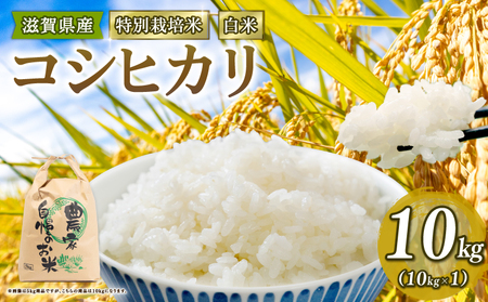 【 新米予約 】新米 令和8年産 コシヒカリ 10kg 白米 特別栽培米