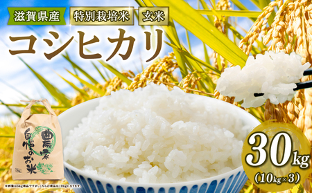 【 新米予約 】新米 令和8年産 コシヒカリ 30kg 玄米 特別栽培米