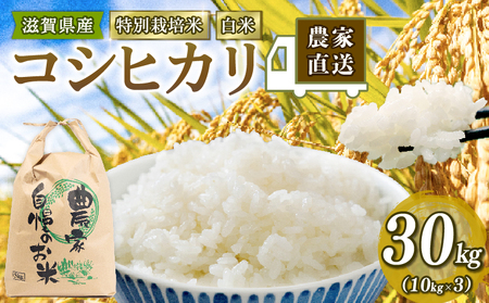 【 新米予約 】新米 令和8年産 コシヒカリ 30kg 白米 特別栽培米