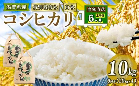 米 特別栽培米 こしひかり 令和7年 米 10kg 白米 定期便 6ヶ月 計 60kg コシヒカリ 2025年産 国産 農家直送 コシヒカリ 10kg × 6回 国産 農家直送 環境こだわり お米 こめ おこめ 農家直送 産地直送 送料無料