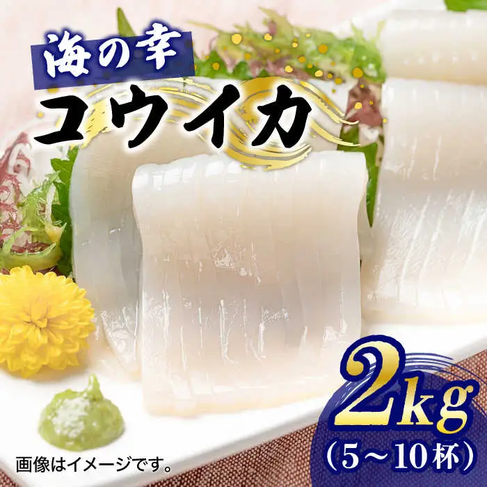 【先行予約】【2027年3月下旬以降順次発送】築上町で捕れた コウイカ 約2kg (5-10杯) [ABCB007] イカ いか 刺身 烏賊 