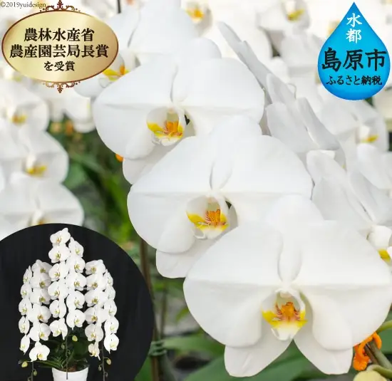 AB064気品高く咲き誇り続ける　島原の”蘭”3本立8号鉢45輪