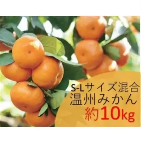 温州みかん　約10kg　S-Lサイズ混合　まつもと農園の和歌山県産みかん_果物・フルーツ みかん  ミカン 蜜柑_【1489600】