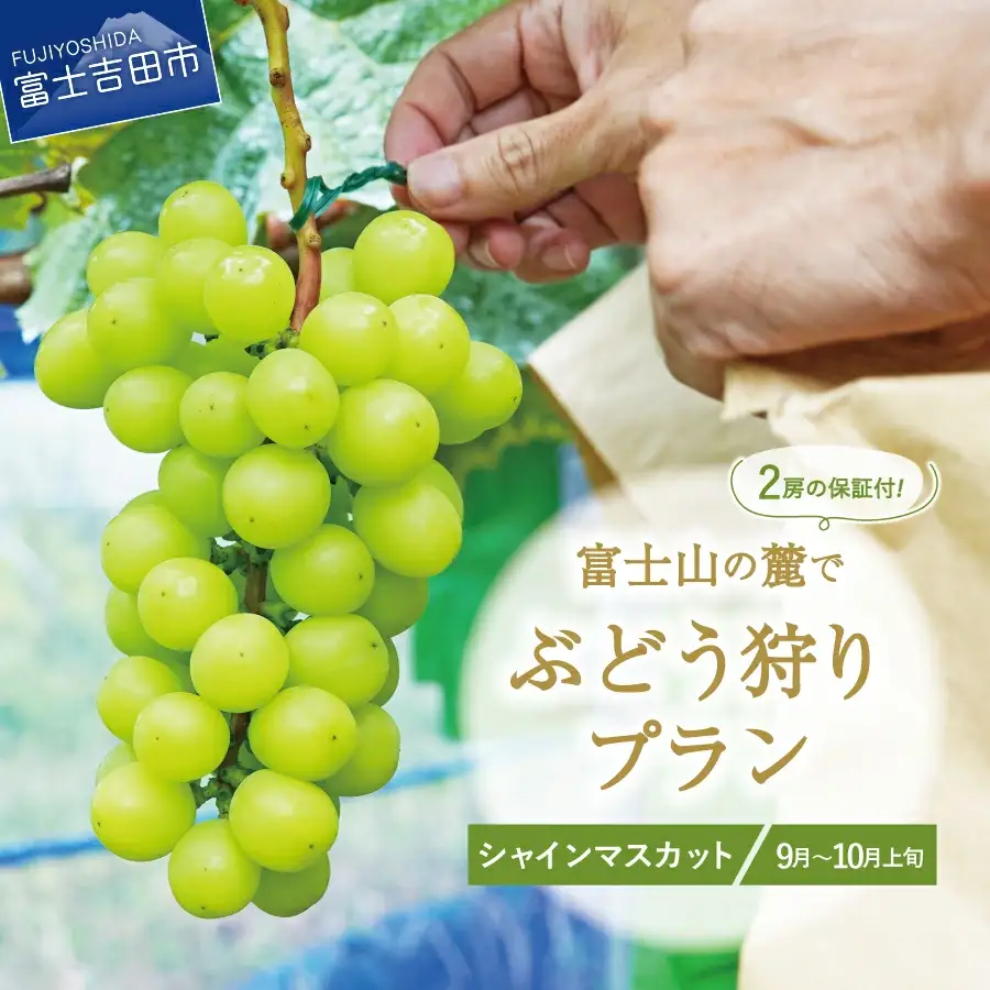 富士吉田市産　ブドウ狩りプラン(シャインマスカット) ぶどう 体験 収穫 フルーツ狩り 果物狩り