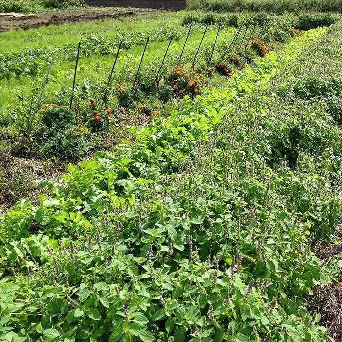自然栽培 旬のサラダセット 約1kg 野菜 野菜