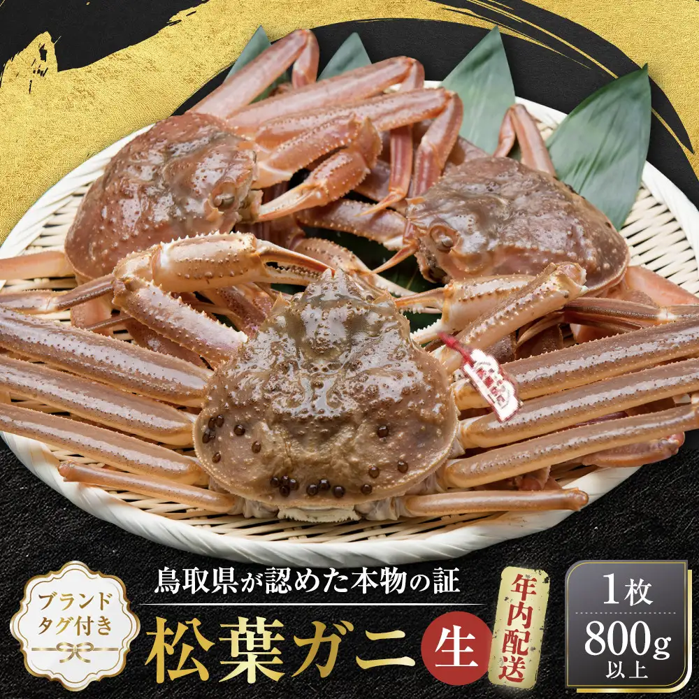【先行予約】ブランドタグ付き 松葉ガニ（生）1枚（800g以上）【年内配送】|松葉ガニ