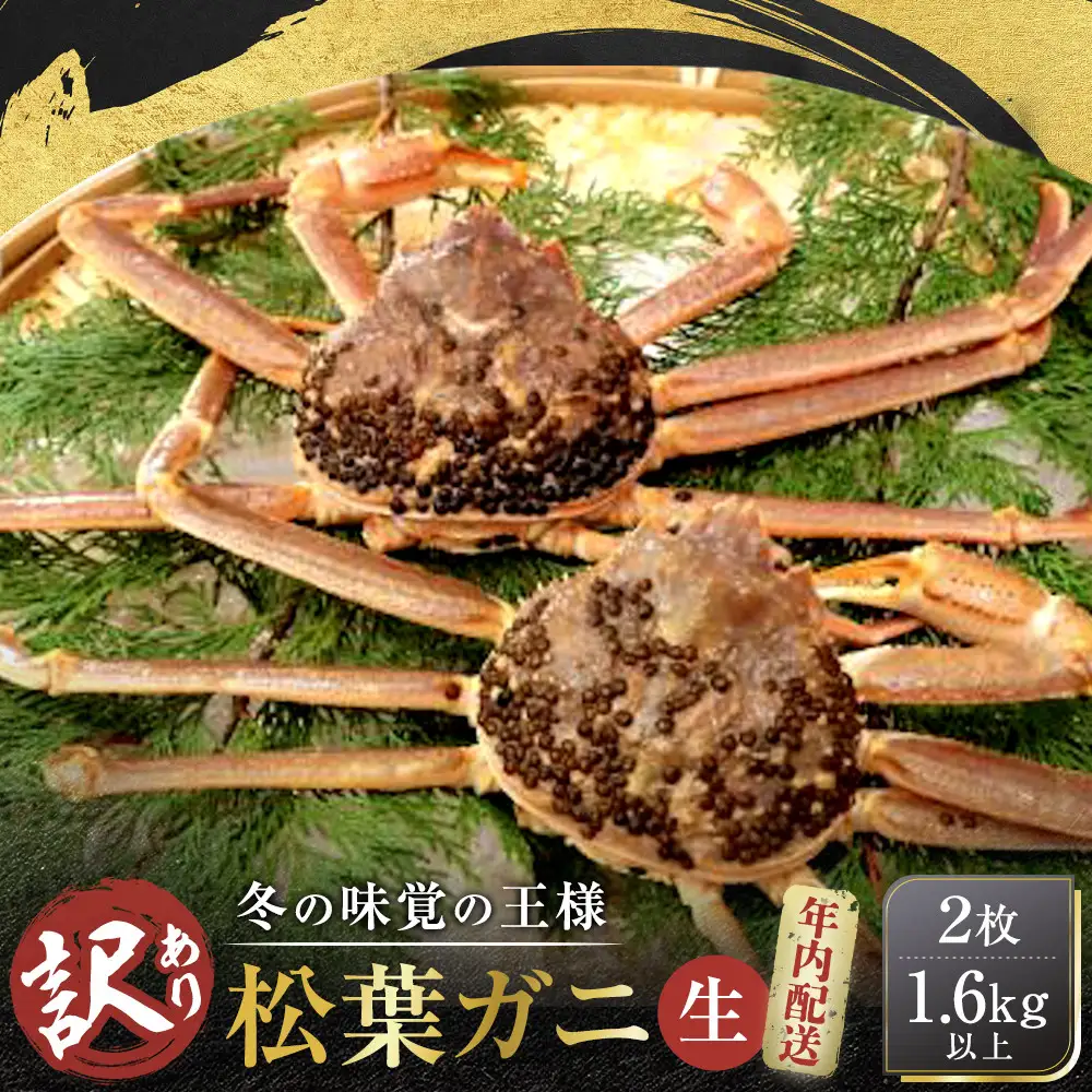 【先行予約】【訳アリ】松葉ガニ（生）2枚（計1.6kg以上）【年内配送】|松葉ガニ