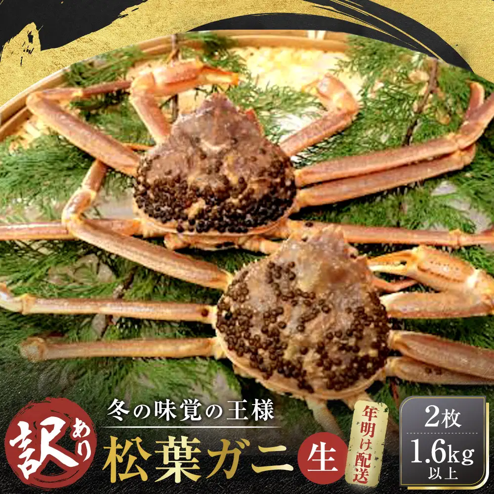 【先行予約】松葉ガニ 訳アリ 生 2枚 計1.6kg 以上 年明け 配送 松葉ガニ