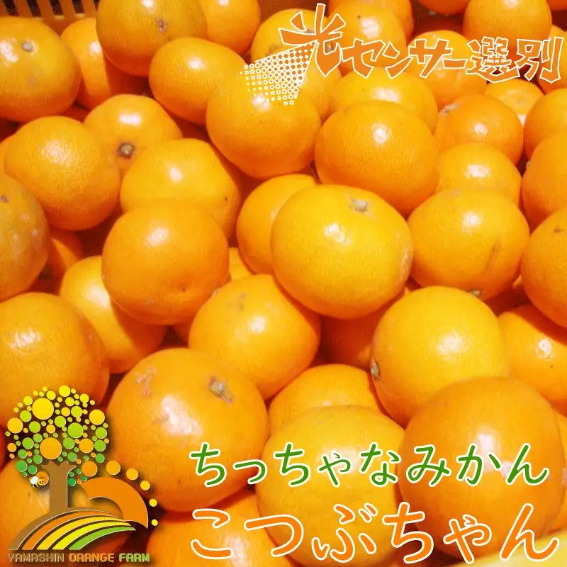 ちっちゃな有田みかん こつぶみかん 約10kg （3S～Sサイズ混合）※2026年11月～2027年1月に順次発送予定（お届け日指定不可） 先行予約 みかん 有田みかん 温州みかん ミカン 小粒 柑橘 フルーツ 【nuk153B】