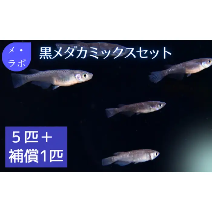 黒メダカミックスセット【メダカ めだか オス メス 5匹 黒メダカ 黒 ブラック ミックス Medaka ペット 鳥取県 日吉津村】