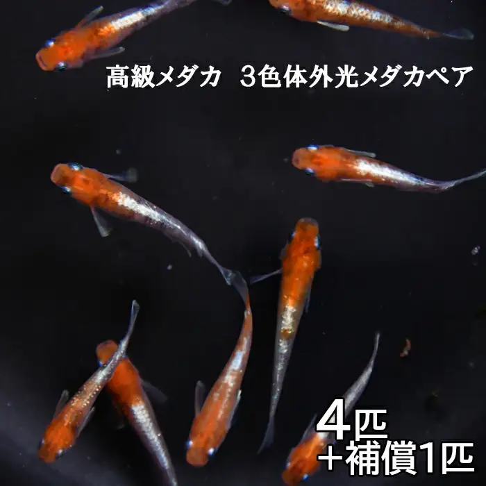 高級メダカ　3色体外光メダカ　2ペア【メダカ めだか オス メス ペア 4匹 高級 3色体外光 赤 白 黒 セット ペット 鳥取県 日吉津村】
